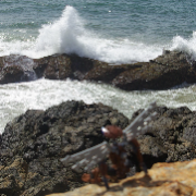 A brown Bionicle with robotic wings perched on a high coastal rock watching waves crash into the jagged stones below.