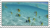 Stamp ocean with black and yellow striped fish